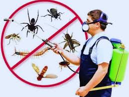 Termite Control Treatment Services in Lahore: Protect Your Home from Silent Destroyers
